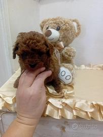 Barboncino Miny toy redbrown