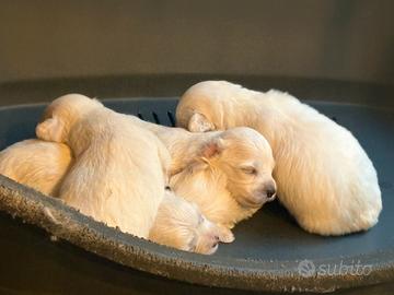 Cucciolo maltese