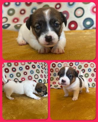 Jack Russell Cuccioli pelo liscio Pedigree ROI