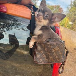 Maschietto chihuahua pelo lungo pedigree enci