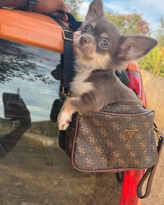 Maschietto chihuahua pelo lungo pedigree enci