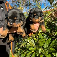 Cuccioli Rottweiler