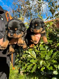 Cuccioli Rottweiler