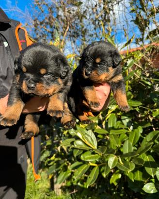 Cuccioli Rottweiler