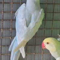 Parrocchetto dal collare maschio
