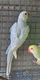 Parrocchetto dal collare maschio