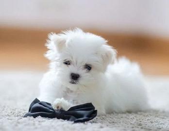 Maltese maschio