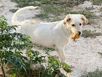 BRIO un nome un programma , cucciolo 3mesi tagliaL