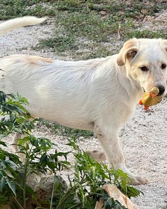BRIO un nome un programma , cucciolo 3mesi tagliaL