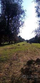 TERRENO con albero d'ulivo secolari ed edificabile