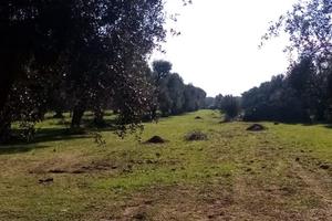 TERRENO con albero d'ulivo secolari ed edificabile