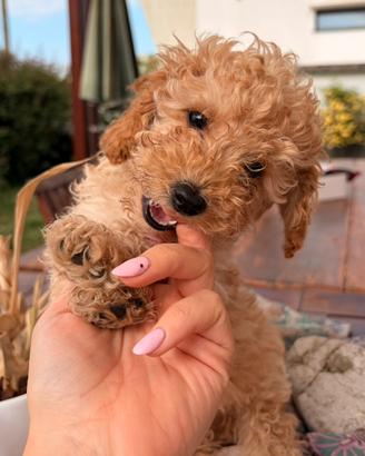 Cuccioli di barboncino