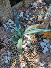 Agave Americana 