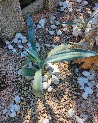 Agave Americana 