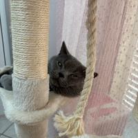 Gatto scottish per monta