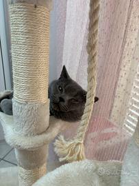 Gatto scottish per monta