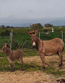 Asina sarda partorita