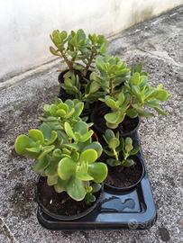 Piante di aloe, agavi, crassula e fichi d'india