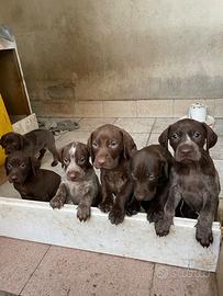 Bracco tedesco kurzhaar