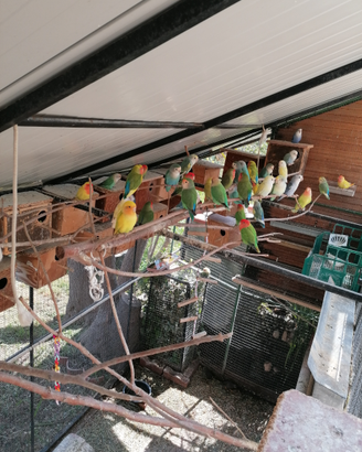 Calopsite, Inseparabili, Cocorite. Pappagalli wow