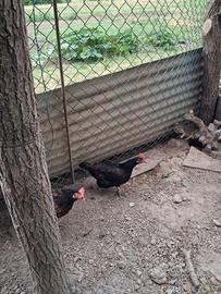 Galline peppole
