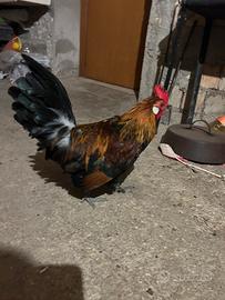 Gallo nano colorato e Phoenix Nani