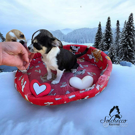 Cucciola di Chihuahua con pedigree