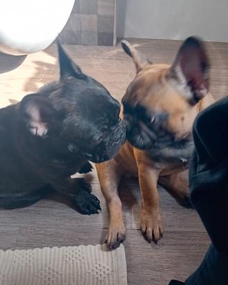 Bulldog francese cuccioli