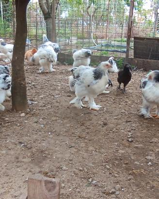 Galline e galli