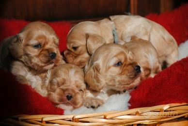 Cocker Spaniel colore fulvo