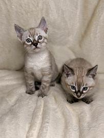 Ultimi 2 maschi rari Bengala Snow Charcoal