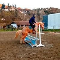 Doppio pony