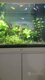 Acquario juwel lido 200