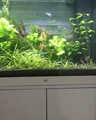 Acquario juwel lido 200