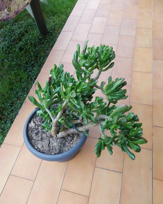 Pianta  grassa orecchi di shrek