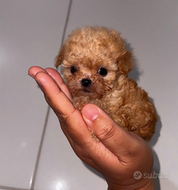 Barboncino albicocca mini mini Toy 2 mesi