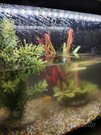 acquario