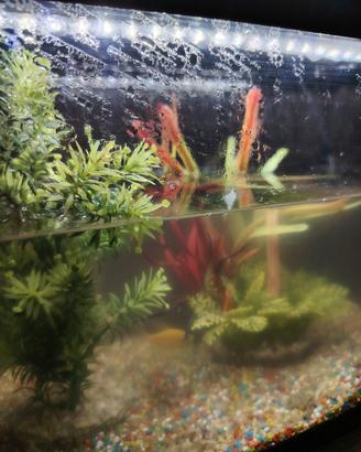 acquario