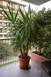Yucca palma