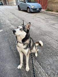 Disponibile siberian husky per monta,prezzo da con