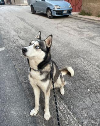 Disponibile siberian husky per monta,prezzo da con