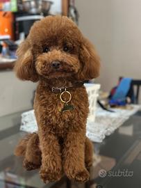 Cane barboncino toy per monta