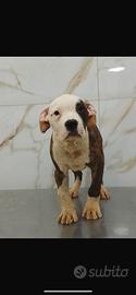Cuccioli bully xl