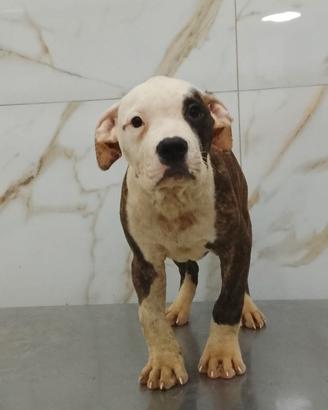 Cuccioli bully xl