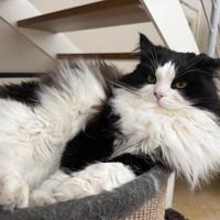 Gatto siberiano per monta