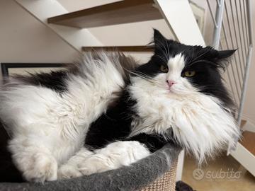 Gatto siberiano per monta