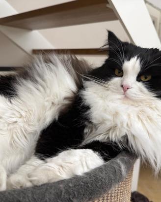 Gatto siberiano per monta