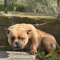 AmericanBully femmina