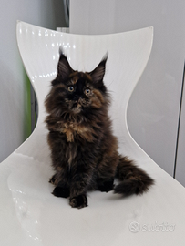 Cuccioli di Maine coon