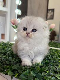 Gattino Highland-Scottish (Maschio)